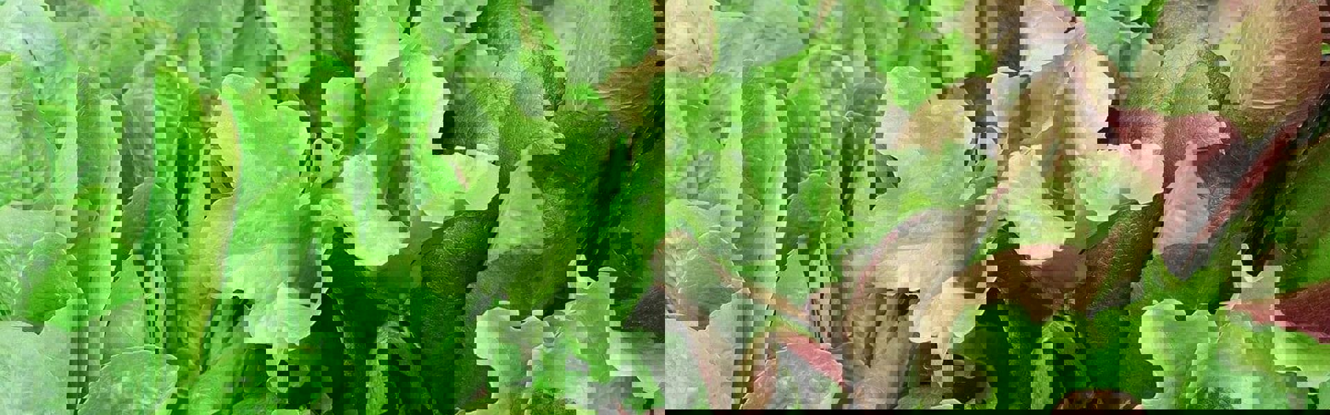 A close up of fresh green homegrown salad