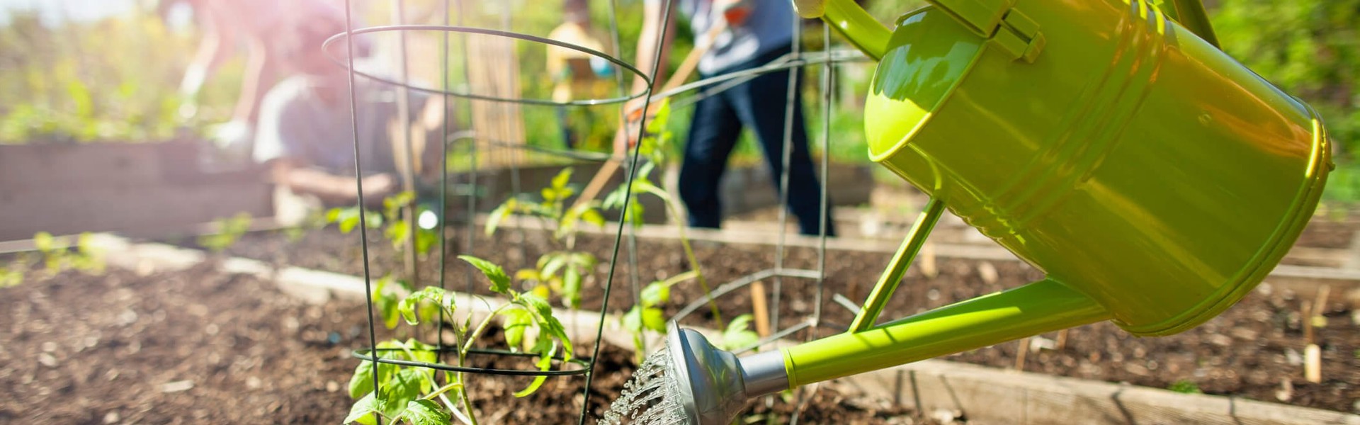 Main Image: person watering a plants seedling with a green watering can, in a garden in the summer sunshine. Practicing summer water-saving tips