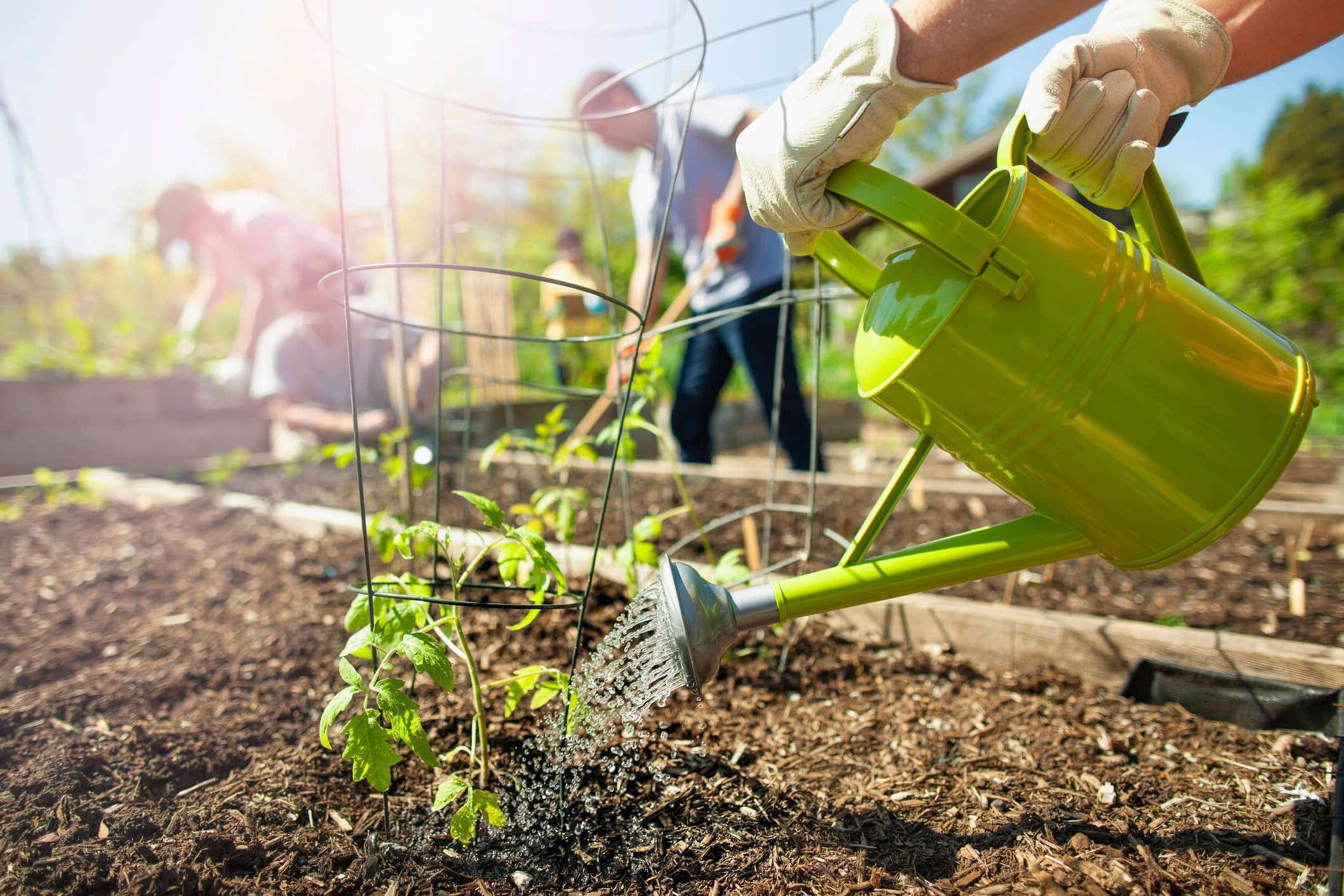 Main Image: person watering a plants seedling with a green watering can, in a garden in the summer sunshine. Practicing summer water-saving tips