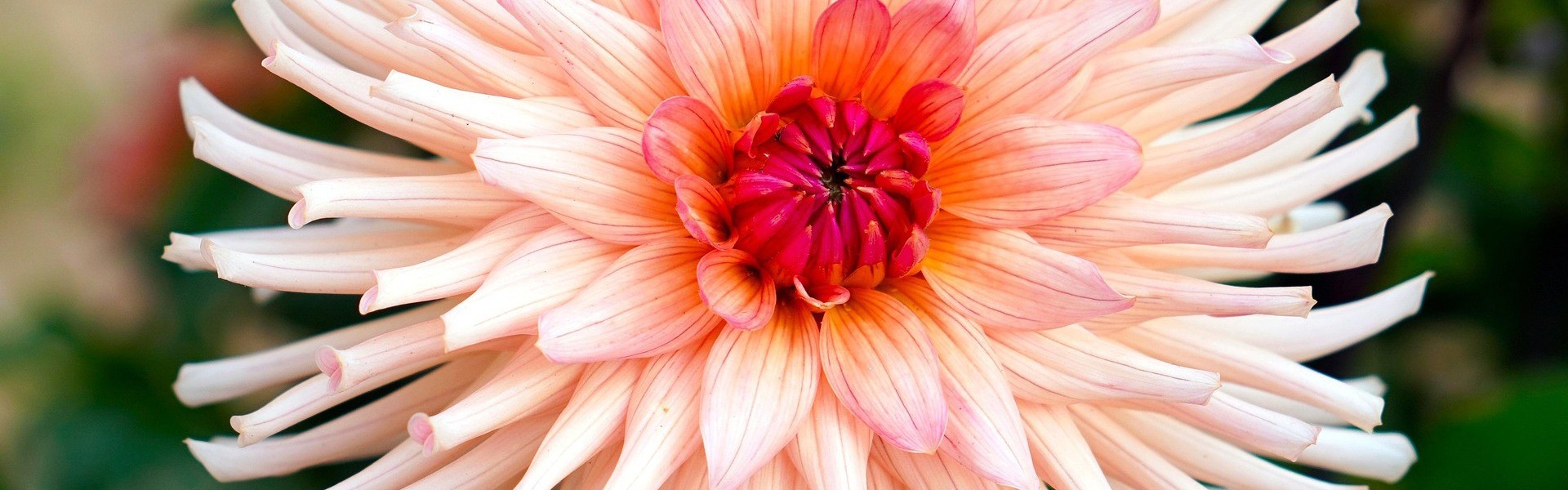Drawing Dahlias With Rachel Moore IMAGE
