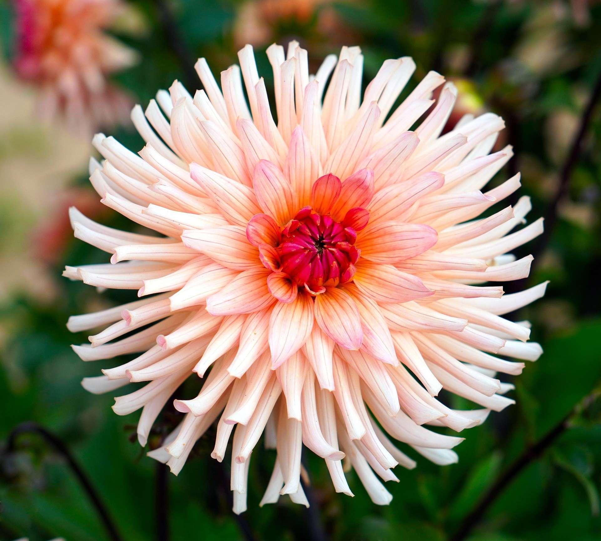 Drawing Dahlias With Rachel Moore IMAGE