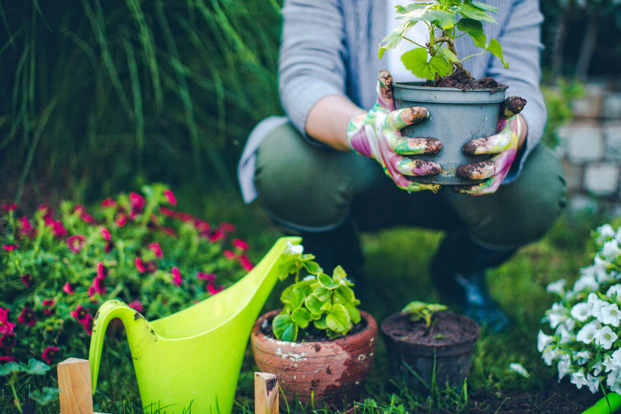 a person wearing a blue shirt and colourful gardening gloves holding a plant in a pot