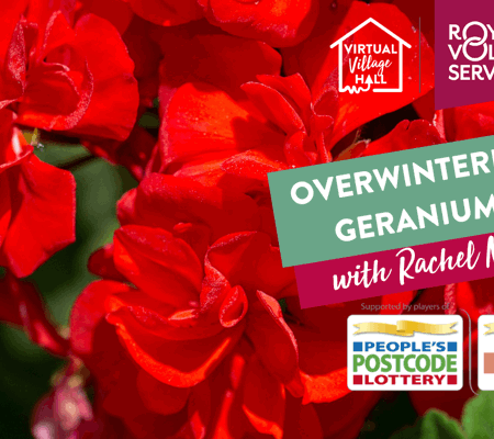 A close up of red geraniums