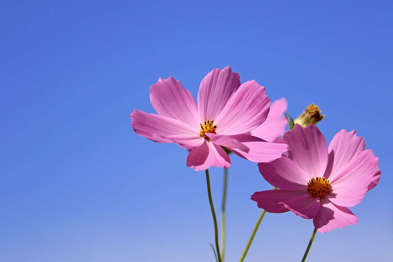 two pink flowers on a blue sky background