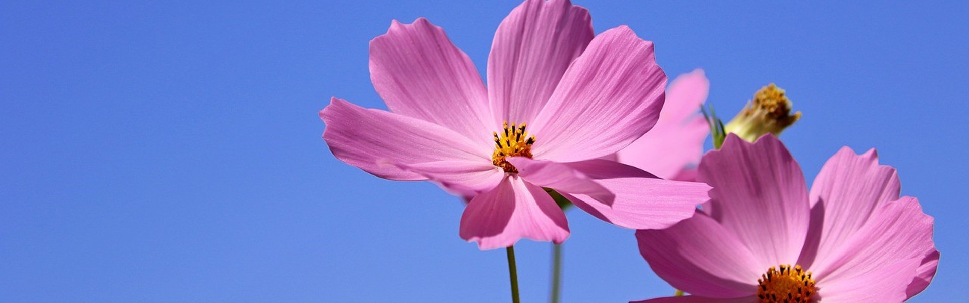 two pink flowers on a blue sky background