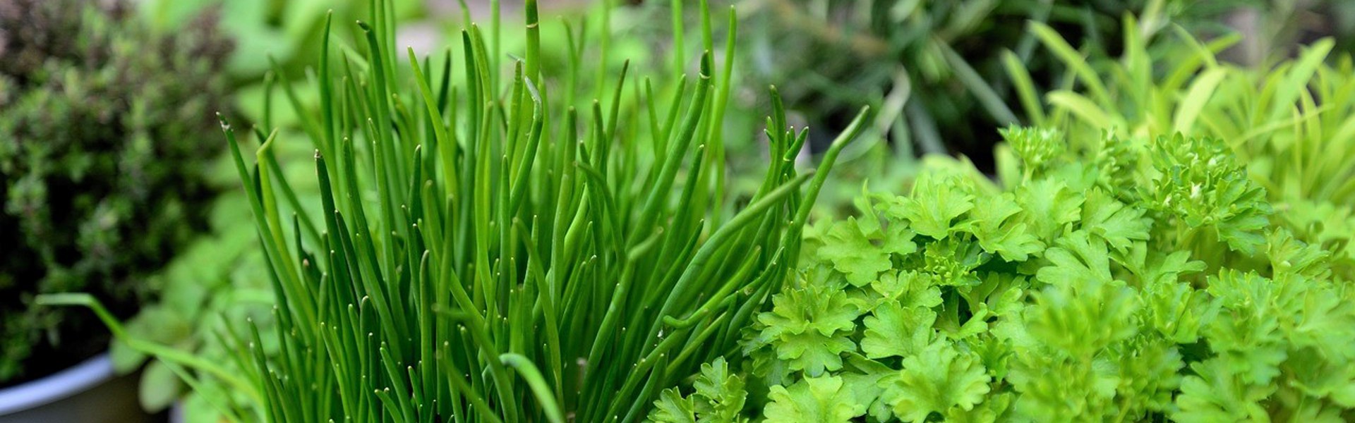 a close up of planted fresh herbs