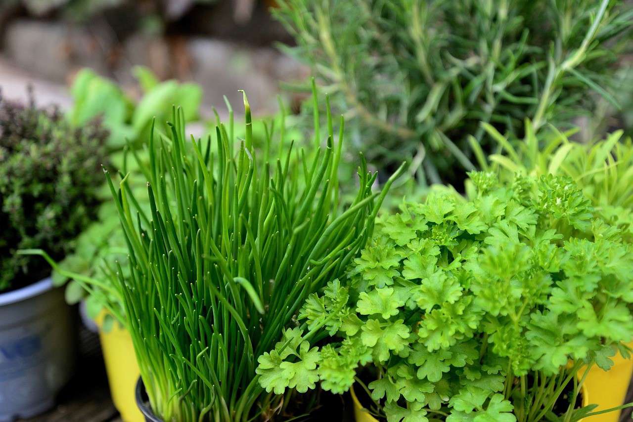 a close up of planted fresh herbs