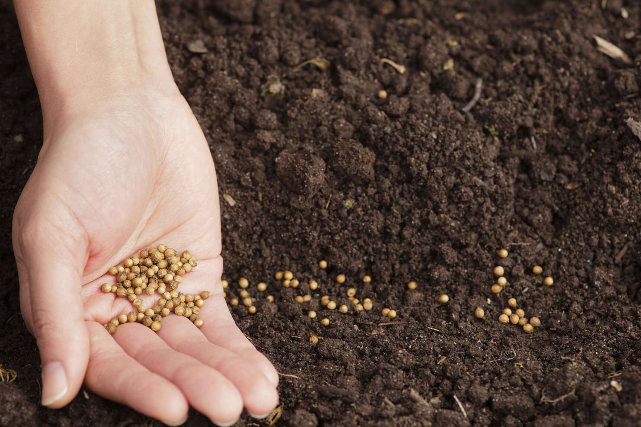 a hand holding seeds and sowing them in soil