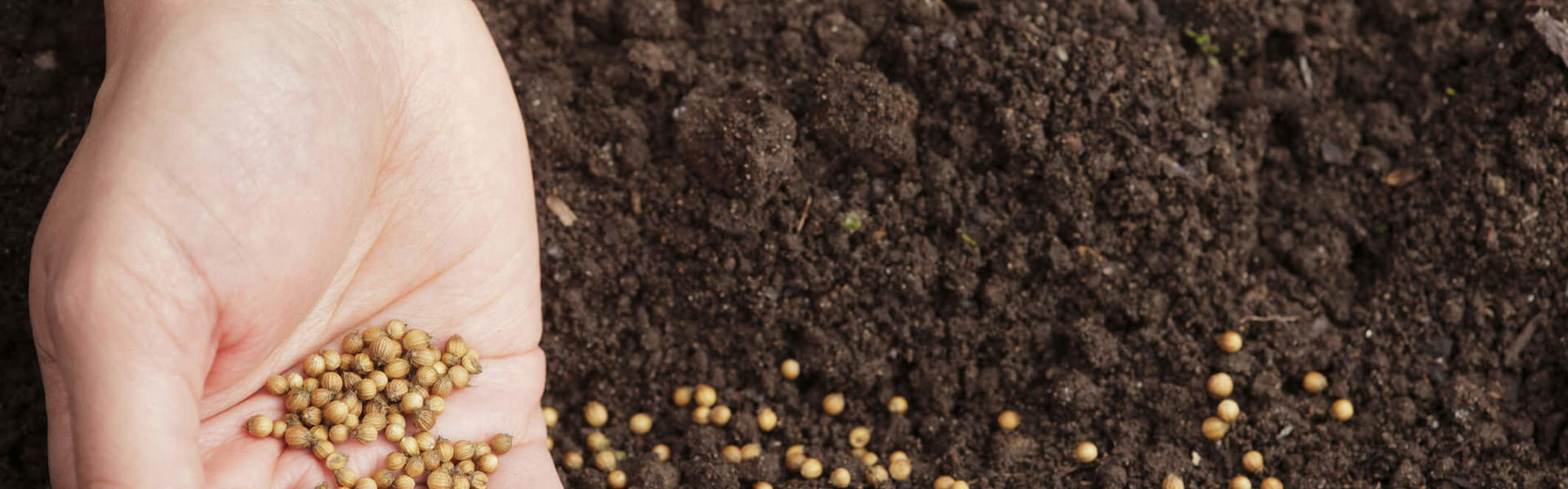 a hand holding seeds and sowing them in soil