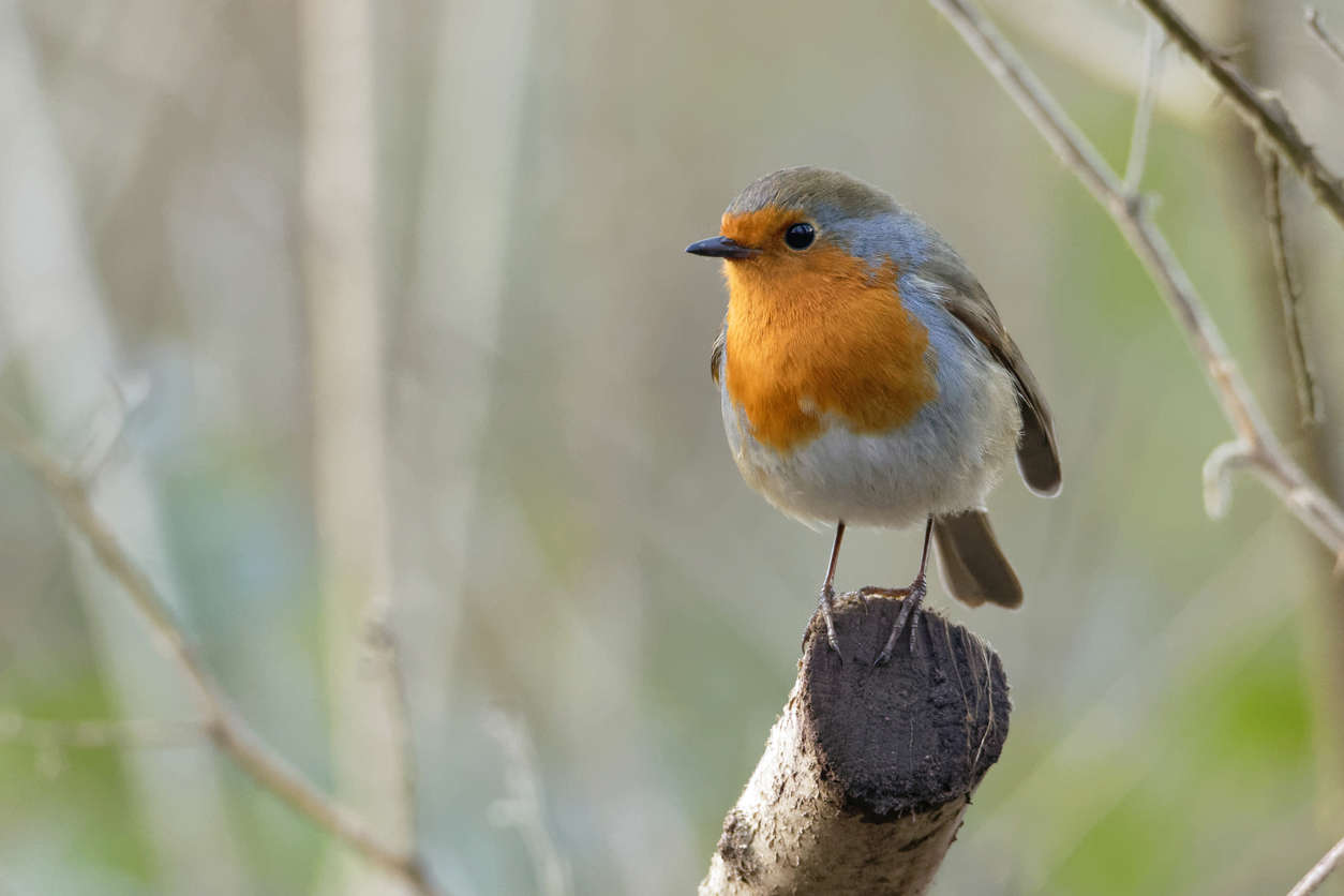 A close up of a robin on a tree branch