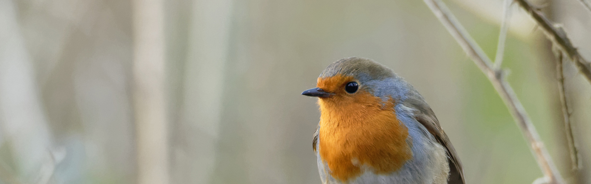 A close up of a robin on a tree branch