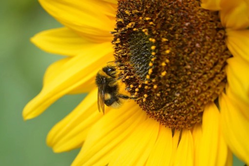 a close up of a bumblebee pollinating a sunflower