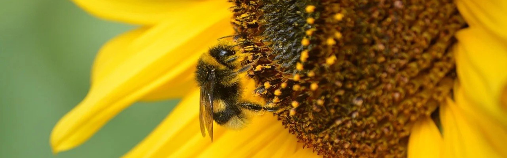 a close up of a bumblebee pollinating a sunflower