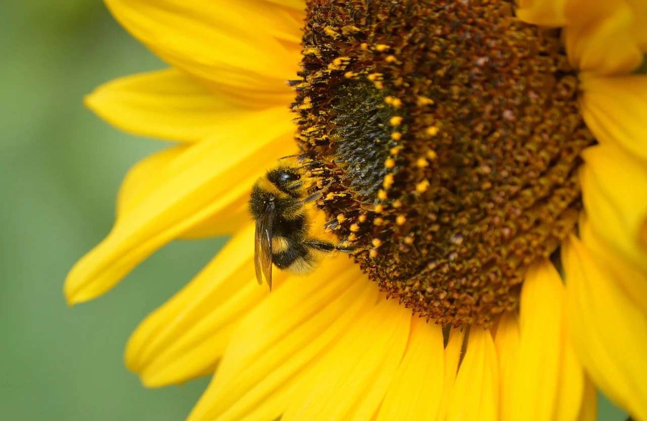 a close up of a bumblebee pollinating a sunflower