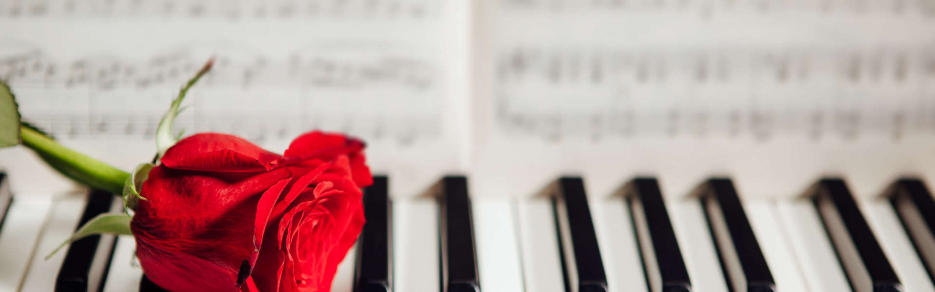 a red rose resting on white and black piano keys