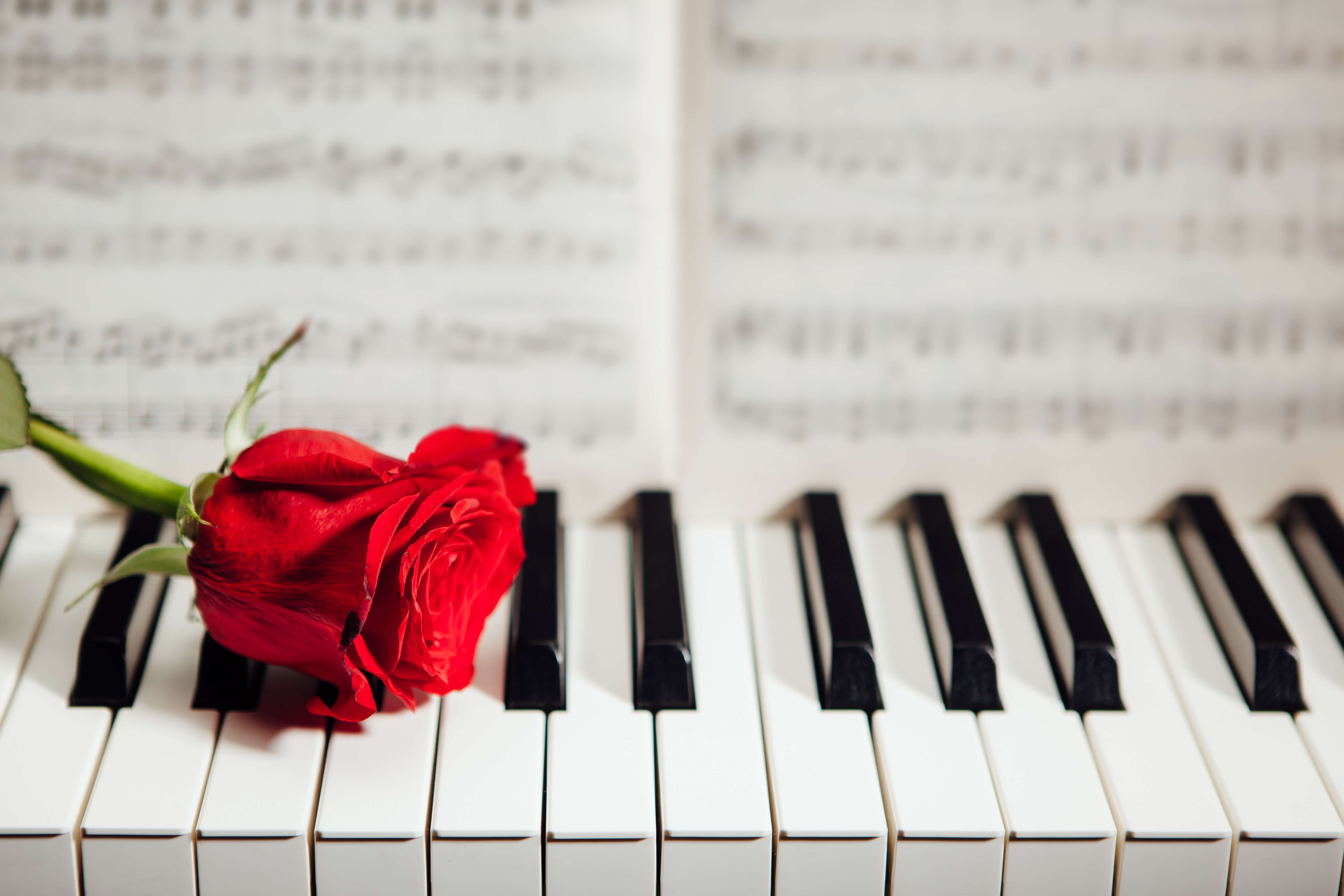 a red rose resting on white and black piano keys