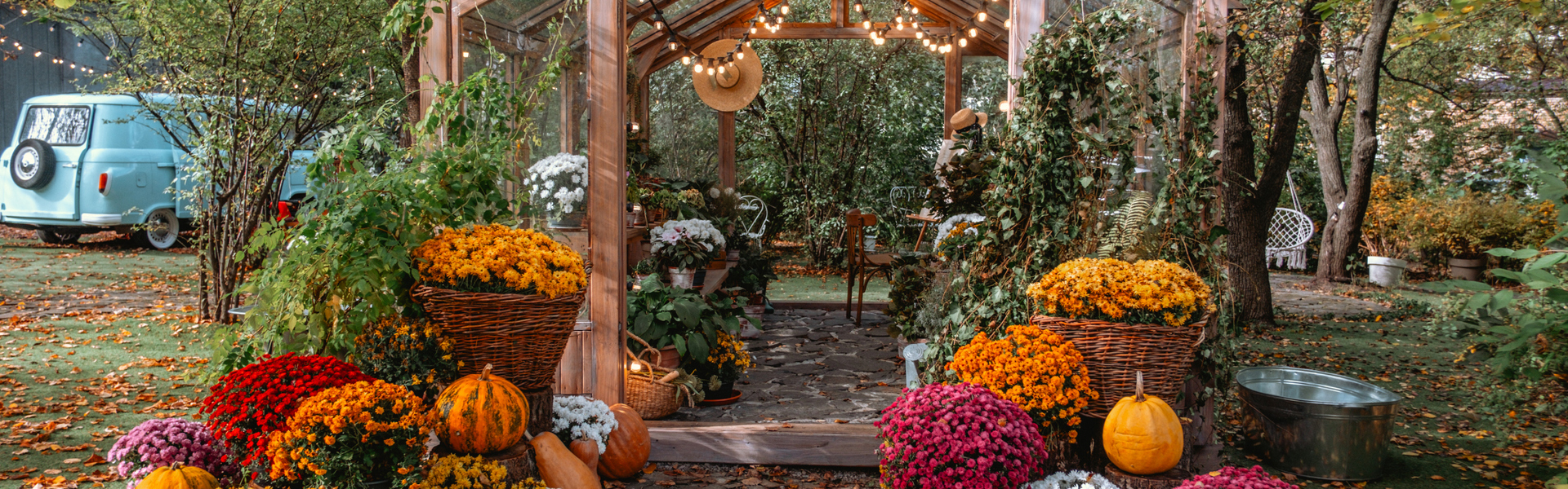 Main image: a beautiful allotment greenhouse in Autumn, with orange pink and yellow flowers and fairy lights.