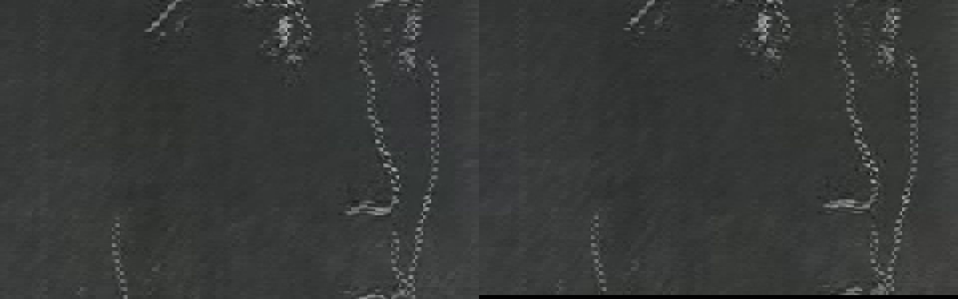 Henri Matisse Mono Printing Rachel Moore Image 2