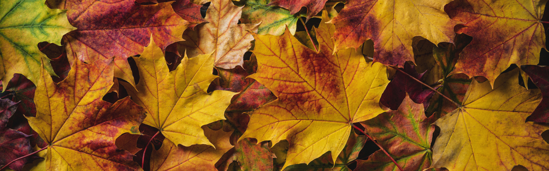 a close up of orange green red and brown autumn leaves