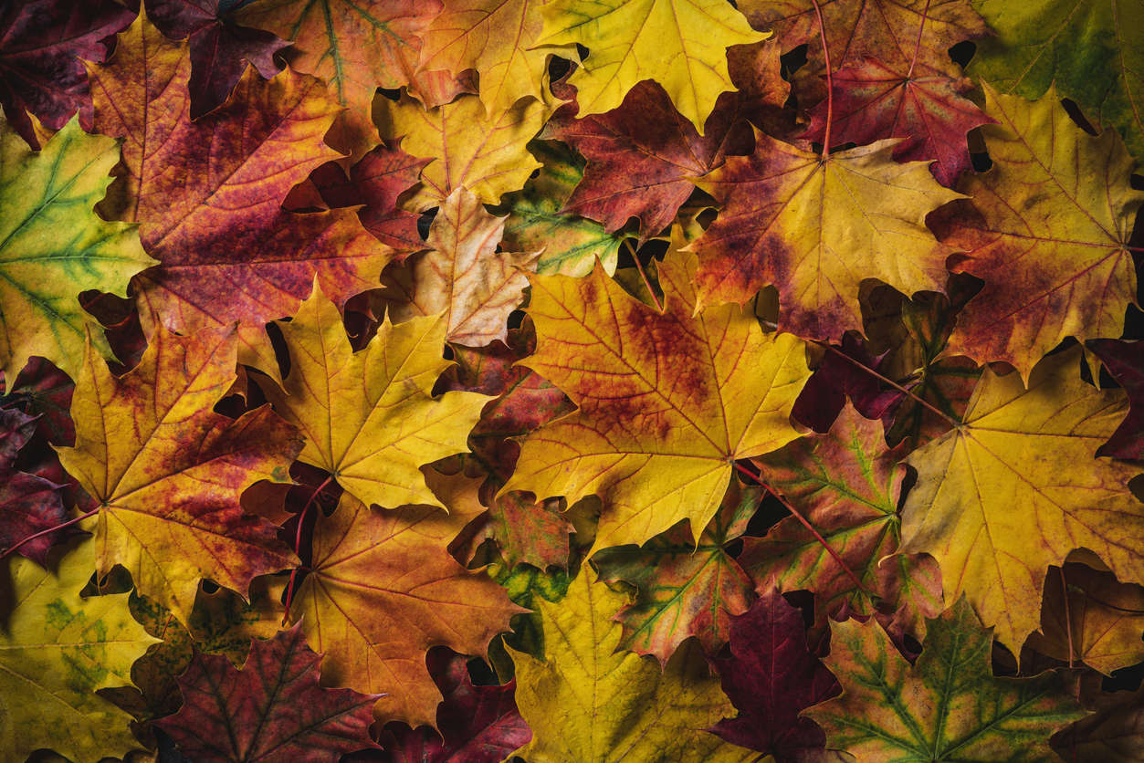a close up of orange green red and brown autumn leaves